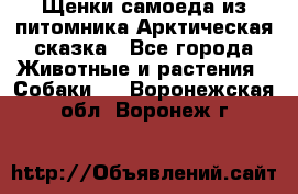 Щенки самоеда из питомника Арктическая сказка - Все города Животные и растения » Собаки   . Воронежская обл.,Воронеж г.